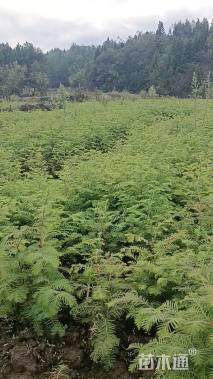 高度40厘米水杉小苗