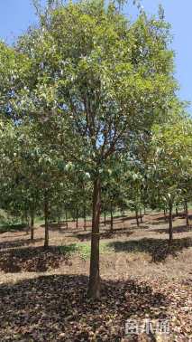 14公分大叶女贞