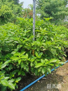 高度150厘米狗牙花