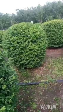 冠幅150厘米小叶女贞球