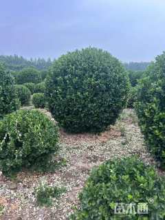 冠幅240厘米卫矛球