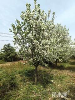 11公分梨花海棠