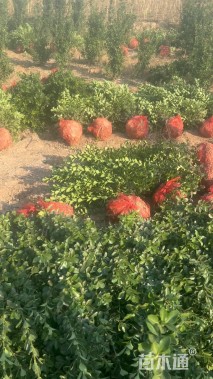 高度149厘米大叶黄杨柱