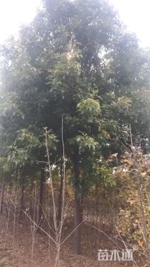 15公分白蜡