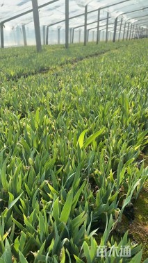 高度11厘米鸢尾