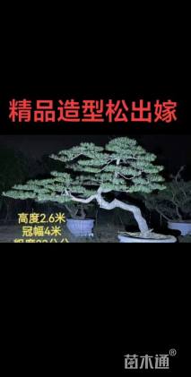 25公分造型黑松