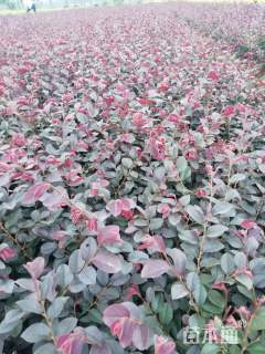 地栽苗红花继木小苗