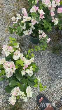 高度30厘米三角梅