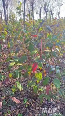 高度220厘米红瑞木