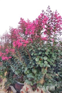 高度200厘米天鹅绒紫薇