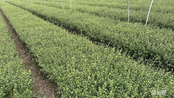 高度40厘米六月雪