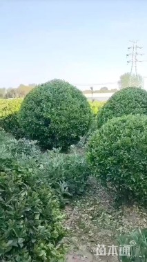 冠幅200厘米大叶黄杨球