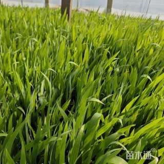 高度50厘米鸢尾