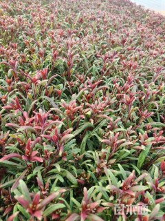 高度10厘米千鸟花