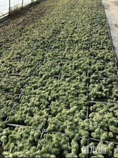 高度5厘米佛甲草