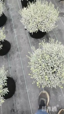 高度35厘米芙蓉菊