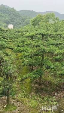 移栽苗造型罗汉松