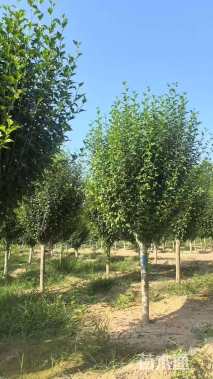 高度300厘米木槿