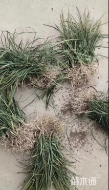 高度50厘米细叶麦冬草