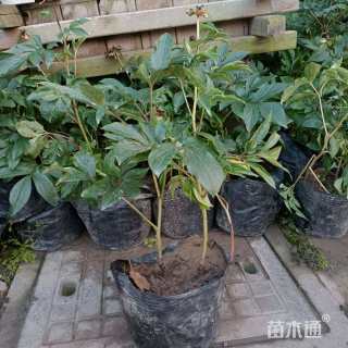 高度30厘米芍药