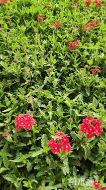 高度15厘米美女樱