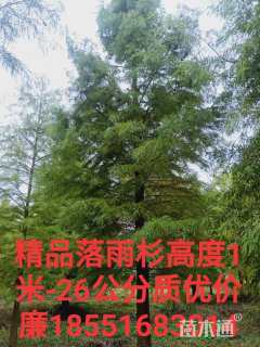 1公分墨西哥落羽杉