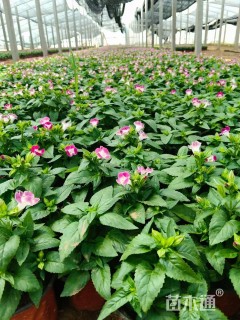 高度20厘米夏堇