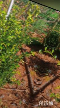 冠幅80厘米瓜子黄杨球