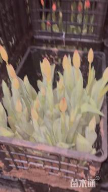 高度35厘米郁金香