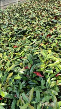 高度20厘米红背桂