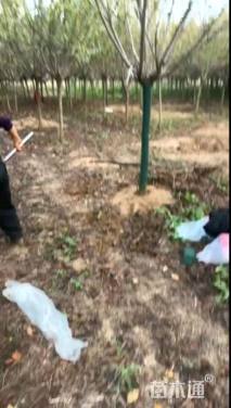 6公分中国红樱花