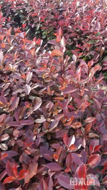 0.5公分红叶石楠