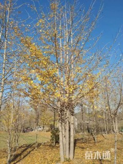 10公分丛生银杏