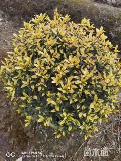 高度60厘米黄金枸骨球