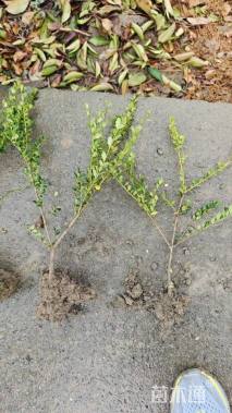 高度15厘米龟甲冬青小苗