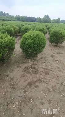 冠幅80厘米小叶黄杨球