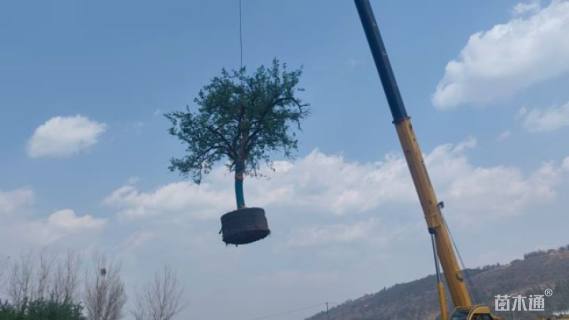 高度300厘米石榴