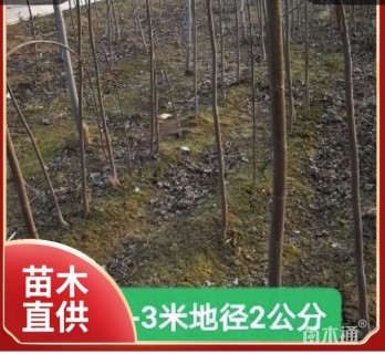 2公分美国红枫-秋日梦幻