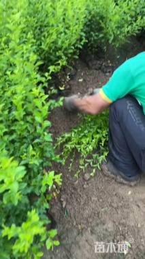 高度50厘米金禾女贞