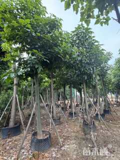 15公分澳洲火焰木