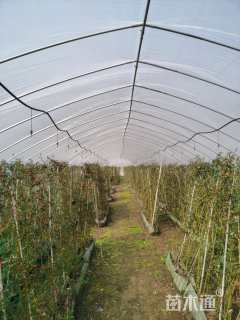 高度200厘米月季