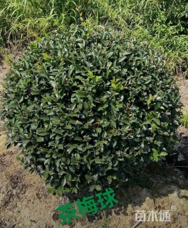 冠幅130厘米茶梅球