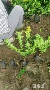 高度50厘米金叶女贞