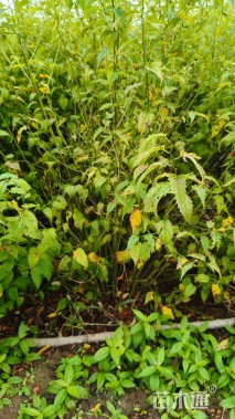 高度150厘米棣棠