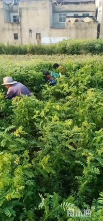 高度50厘米紫穗槐