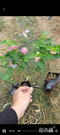 冠幅20厘米五色梅