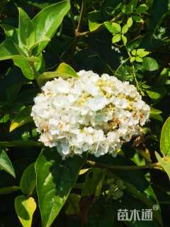 高度20厘米木绣球