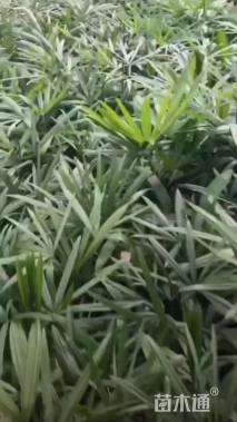 裸干高18厘米棕竹