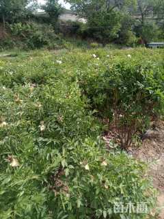 高度200厘米牡丹