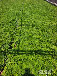 高度30厘米海桐